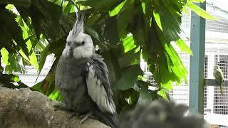 A Year in my Aviary 2017  Cockatiels Galore  Mixed Aviary