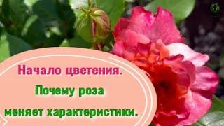 Начало цветения. Почему роза меняет характеристики. Питомник растений Е. Иващенко