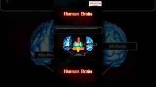 Human Brain  #Shorts  #YouTubeShorts  iKen