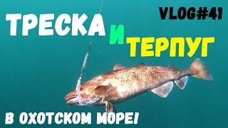 Богатство Охотского моря  Ловится ТРЕСКА и ТЕРПУГ