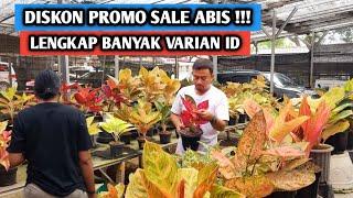 Promo aglaonema sale abis banyak pilihan varian id