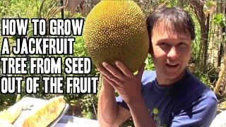 How to Grow a Jackfruit Tree from Seed out of the Fruit