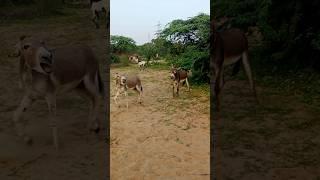 #donkeys #gadha #pets #animals #youtube #plzsubscribe