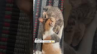 Senang ya liat beginian sabar ngerawat si bocil  #shorts #short #shortvideo #kucing #kitten