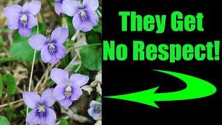 6 Reasons Why You Should LOVE Native Violets