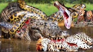 Hunter Becomes Hunted_ Crocodile Suddenly Becomes Prey While Hunting Leopard_Crocodile Vs Python