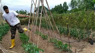 Cómo poner las cañas a las tomateras paso a paso guiado de los tomates