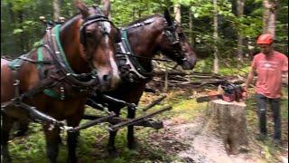 A father and son team logging with horses.