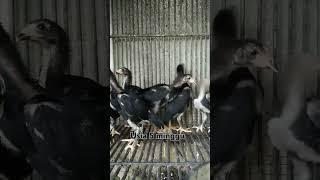 ayam bangkok usia 5 minggu  satu bulan lebih 