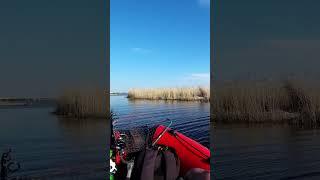 ПОГНАЛИ ПЛАСТАТЬ КАРАСЕЙ #shorts #рыбалка #fishing #nature #fish #эдвардкосичка  #природа #отдых