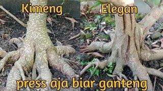 Press akar ficus ELEGAN dan KIMENG