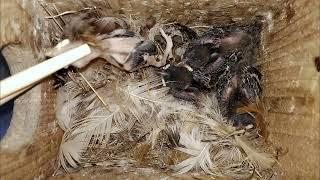 Baby bird killed by maggots