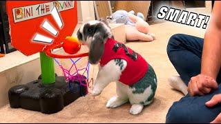 My New Bunny can play basketball