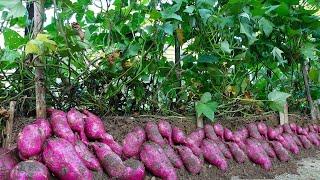 Revolutionary Technique Growing Sweet Potatoes Vertically  Maximized Tuber Yield Minimal Space