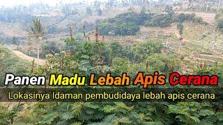 lokasi panen idaman pembudidaya lebah apis cerana . #lebah #bee #apiscerana