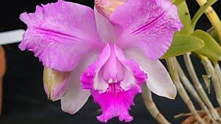 姫路手柄山温室 カトレア原種展   Виставка орхідей