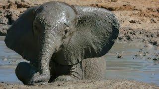 Baby Elephants Adorable First Bath  BBC Earth