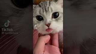 Cute cat sticks its tongue out 
