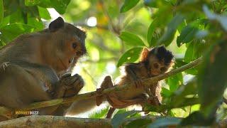 Wow Strong Tiny Baby Monkey Anissa Playing On Tree So Confidence Today Mum Full Nursing Anissa