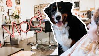 Life With A Bernese Mountain Dog  Vlog 2