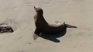 A lone juvenile male sea lion on the beach - Half Moon Bay State Beach California