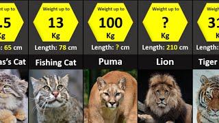 All 40 Species of Wild Cats  Size Comparison