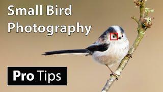 How to Photograph Small Birds Camera Settings & Techniques Advanced