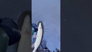 Nano Minnow на щуку. Плыви красотка