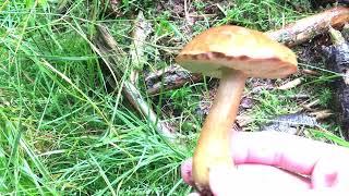 Xerocomus badius Imleria badia  По́льский гриб  bay bolete  bolet bai