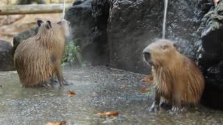 If you have a stressful day - Just relax like the Capybaras 