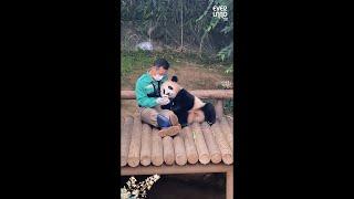 판다 할배와 팔짱 데이트  에버랜드 아기판다 #푸바오 Panda FuBao #shorts