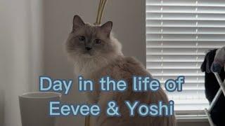 Day in the Life of Eevee and Yoshi ep. 1