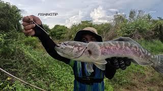 បបក់ត្រីឆ្ដោ ថ្ងៃទី 24-09-23 Amazing Snakehead Fishing
