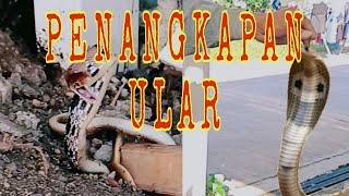 Viral penemuan ular di rumah warga #ular #viral