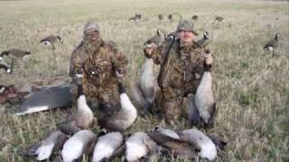 Goose hunting gåsjakt in Sweden 2008