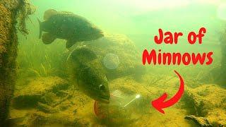 Angry Bass React to a Jar of Minnows