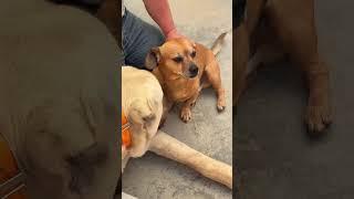 Dogs getting their pets in