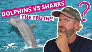 Dolphin vs Shark MythBusters #17