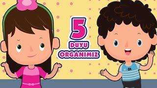 Lets Learn 5 Receptors  Educational and Funny Kids Songs  Tatlış Tavşan