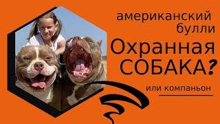 ОХРАННАЯ СОБАКА ТЕЛОХРАНИТЕЛЬ - АМЕРИКАНСКИЙ БУЛЛИ?  питомник собак в Крыму - RussianDog