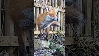 How a fox sounds