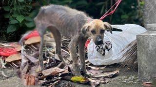 Terrified Puppy Was Tied And Dumped On A Bridge Trembled Havent Eat For Days