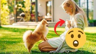 How to Potty Train a Pomeranian Secret Little Trick  Are Pomeranians Hard to Train?