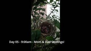 Cardinal Bird Nest - Day 5 of 12 - Mom & Dad keep feeding all day & Baby birds eyes open