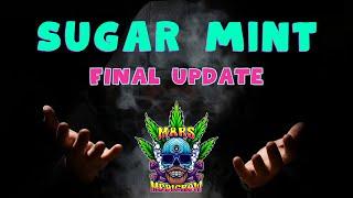 The Final Sugar Mint Update + Whats Next on Deck The final outcome and the next grow revealed.