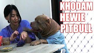 BIKIN KESEL AJA TAPI LUCU   ANJING PITBULL NGAMUK GARA GARA MAKAN  #hewiepitbull