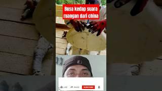 hanya sekali semprot menjadikan ruangan kedap suara    #shorts #reaction #fun