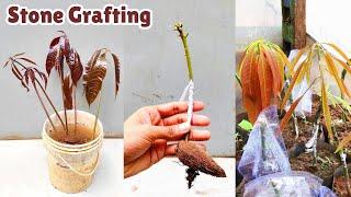 Stone grafting on mango tree  mango grafting easy technique  #stone_grafting