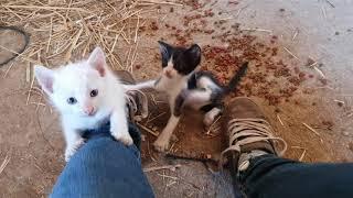 Cute kitten wants all the attention