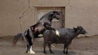Horse mating with the cow.